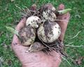 wild leek